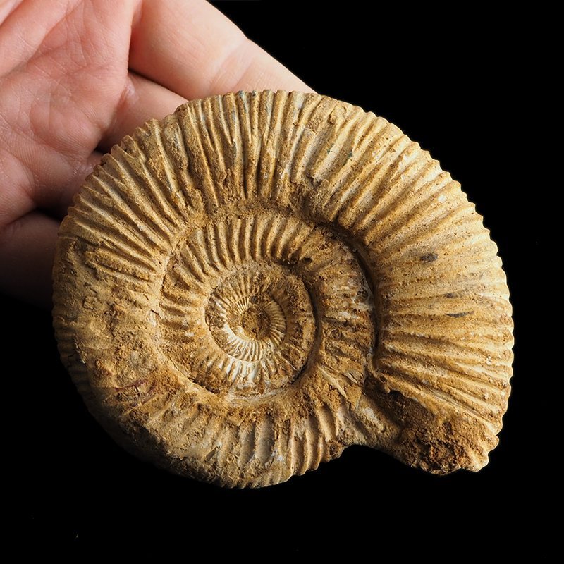 AMONIT Perisphinctes - 93 mm - JURA GÓRNA - MADAGASKAR