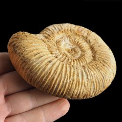 AMONIT Perisphinctes - 93 mm - JURA GÓRNA - MADAGASKAR