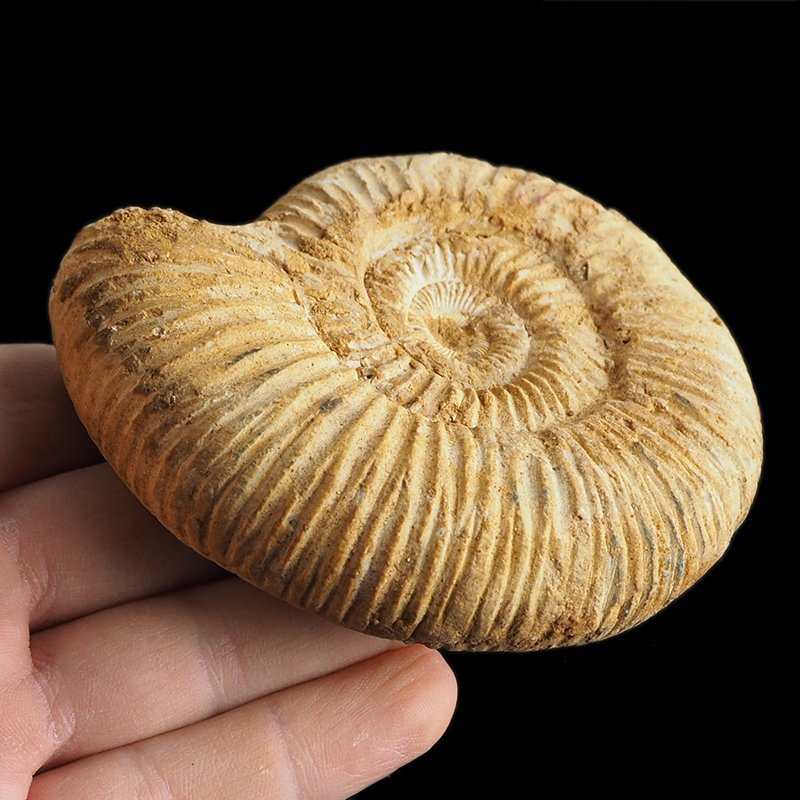 AMONIT Perisphinctes - 93 mm - JURA GÓRNA - MADAGASKAR
