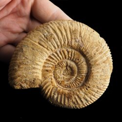 AMONIT Perisphinctes - 93 mm - JURA GÓRNA - MADAGASKAR
