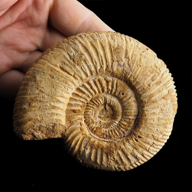 AMONIT Perisphinctes - 93 mm - JURA GÓRNA - MADAGASKAR