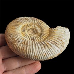 AMONIT Perisphinctes - 92 mm - JURA GÓRNA - MADAGASKAR
