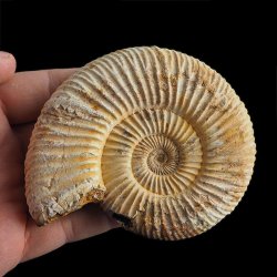 AMONIT Perisphinctes - 92 mm - JURA GÓRNA - MADAGASKAR