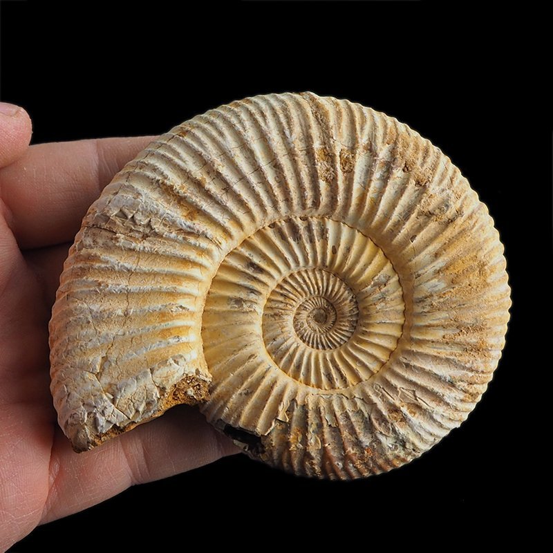 AMONIT Perisphinctes - 92 mm - JURA GÓRNA - MADAGASKAR