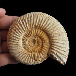 AMONIT Perisphinctes - 92 mm - JURA GÓRNA - MADAGASKAR