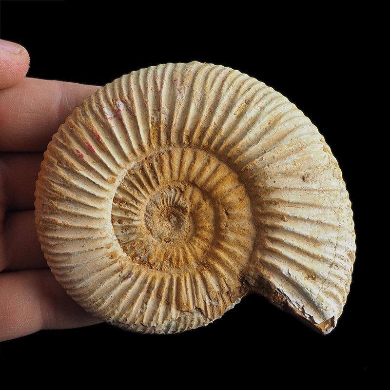 AMONIT Perisphinctes - 92 mm - JURA GÓRNA - MADAGASKAR