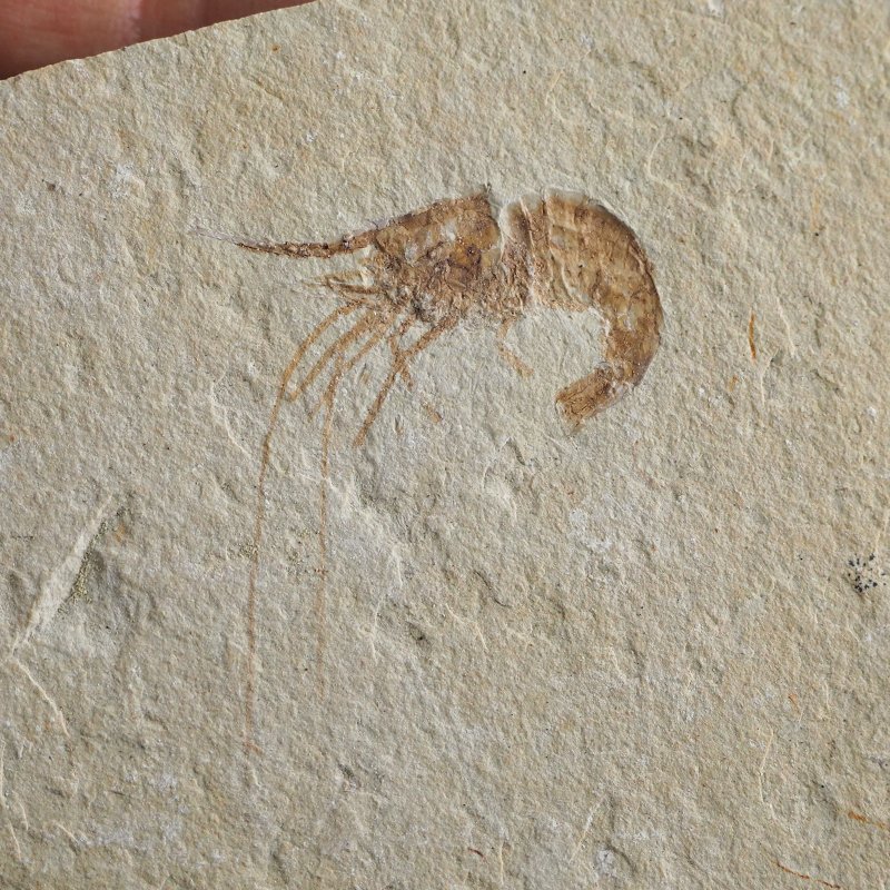 KREWETKA Carpopenaeus callirostris  - 31 mm - LIBAN