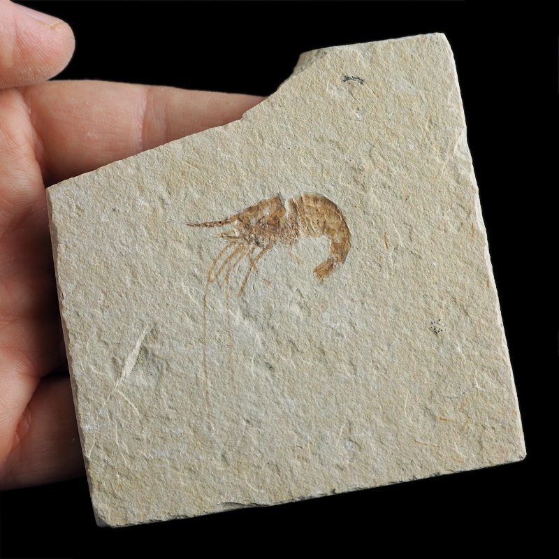 KREWETKA Carpopenaeus callirostris  - 31 mm - LIBAN