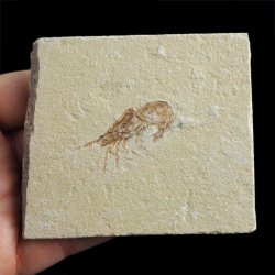 KREWETKA Carpopenaeus callirostris  - 37 mm - LIBAN