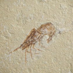 KREWETKA Carpopenaeus callirostris  - 37 mm - LIBAN