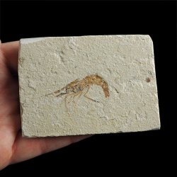 KREWETKA Carpopenaeus callirostris  - 39 mm - LIBAN