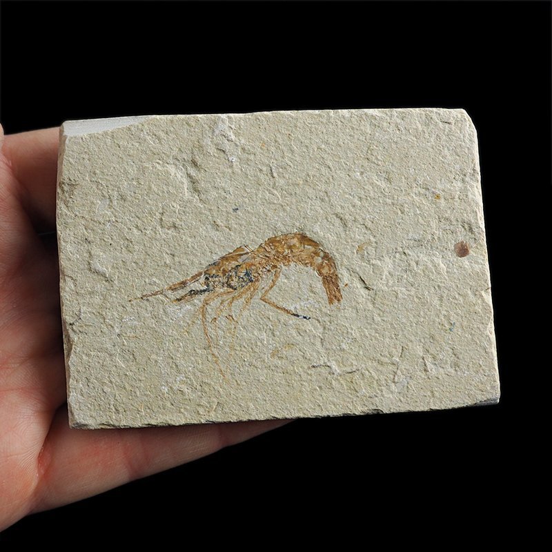 KREWETKA Carpopenaeus callirostris  - 39 mm - LIBAN