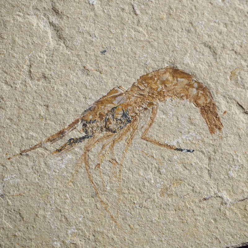 KREWETKA Carpopenaeus callirostris  - 39 mm - LIBAN