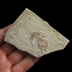 KREWETKA Carpopenaeus callirostris  - 36 mm - LIBAN