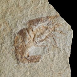 KREWETKA Carpopenaeus callirostris  - 36 mm - LIBAN