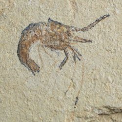 KREWETKI Carpopenaeus callirostris  - 29-38 mm - LIBAN