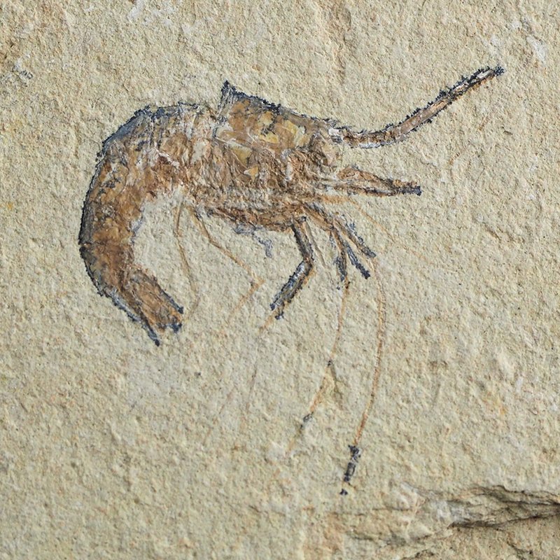 KREWETKI Carpopenaeus callirostris  - 29-38 mm - LIBAN