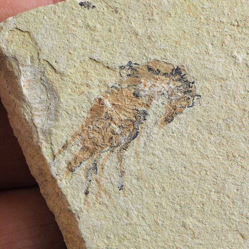 KREWETKI Carpopenaeus callirostris  - 29-38 mm - LIBAN