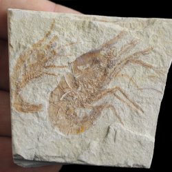 KREWETKI Carpopenaeus callirostris  - 32-42 mm - LIBAN