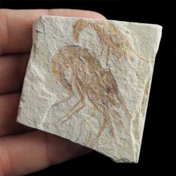 KREWETKI Carpopenaeus callirostris  - 32-42 mm - LIBAN