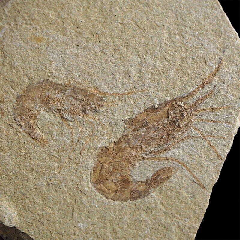 KREWETKI Carpopenaeus callirostris  - 26-40 mm - LIBAN