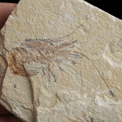 KREWETKI Carpopenaeus callirostris  - 15-36 mm - LIBAN