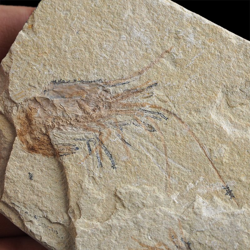 KREWETKI Carpopenaeus callirostris  - 15-36 mm - LIBAN