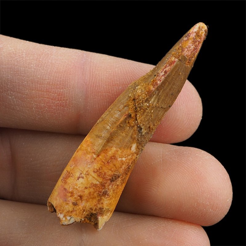 SKAMIENIAŁY ZĄB DINOZAURA Spinosaurus aegyptiacus - KREDA GÓRNA (CENOMAN) - ok. 95-100 mln lat