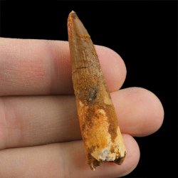 SKAMIENIAŁY ZĄB DINOZAURA Spinosaurus aegyptiacus - KREDA GÓRNA (CENOMAN) - ok. 95-100 mln lat