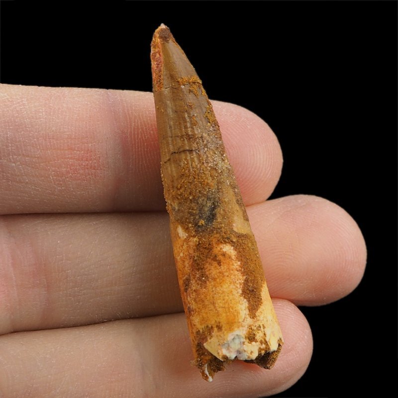 SKAMIENIAŁY ZĄB DINOZAURA Spinosaurus aegyptiacus - KREDA GÓRNA (CENOMAN) - ok. 95-100 mln lat