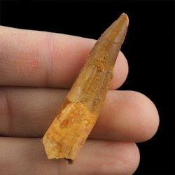 SKAMIENIAŁY ZĄB DINOZAURA Spinosaurus aegyptiacus - KREDA GÓRNA (CENOMAN) - ok. 95-100 mln lat