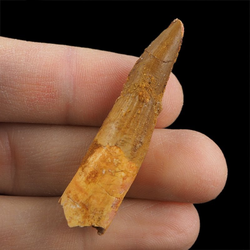 SKAMIENIAŁY ZĄB DINOZAURA Spinosaurus aegyptiacus - KREDA GÓRNA (CENOMAN) - ok. 95-100 mln lat