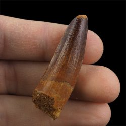 SKAMIENIAŁY ZĄB DINOZAURA Spinosaurus aegyptiacus - KREDA GÓRNA (CENOMAN) - ok. 95-100 mln lat