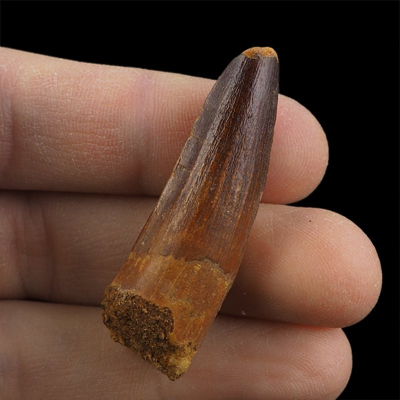 SKAMIENIAŁY ZĄB DINOZAURA Spinosaurus aegyptiacus - KREDA GÓRNA (CENOMAN) - ok. 95-100 mln lat