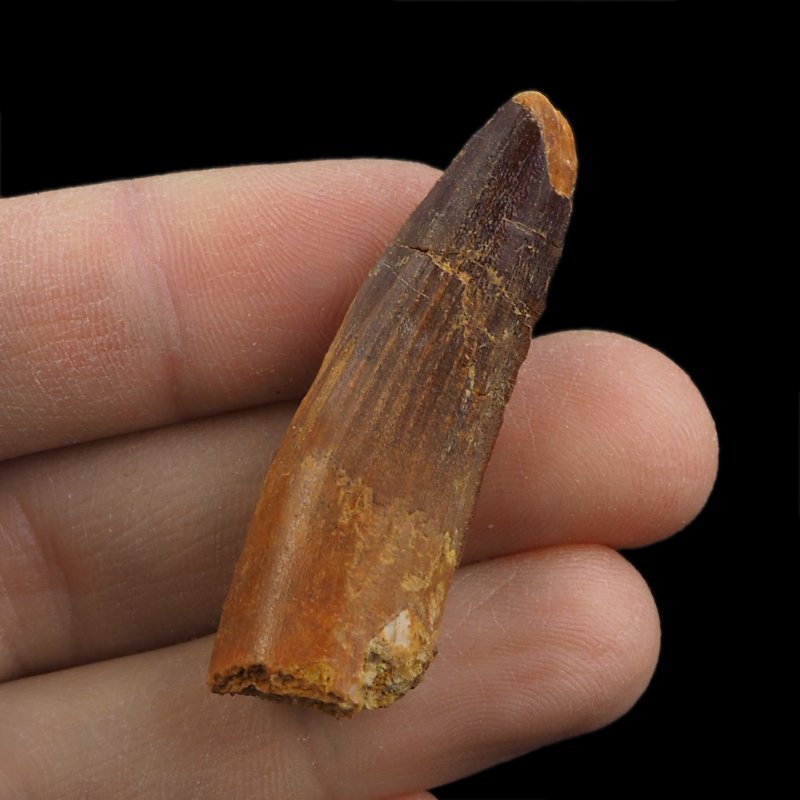 SKAMIENIAŁY ZĄB DINOZAURA Spinosaurus aegyptiacus - KREDA GÓRNA (CENOMAN) - ok. 95-100 mln lat