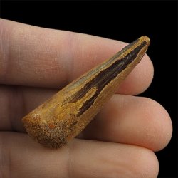 SKAMIENIAŁY ZĄB DINOZAURA Spinosaurus aegyptiacus - KREDA GÓRNA (CENOMAN) - ok. 95-100 mln lat