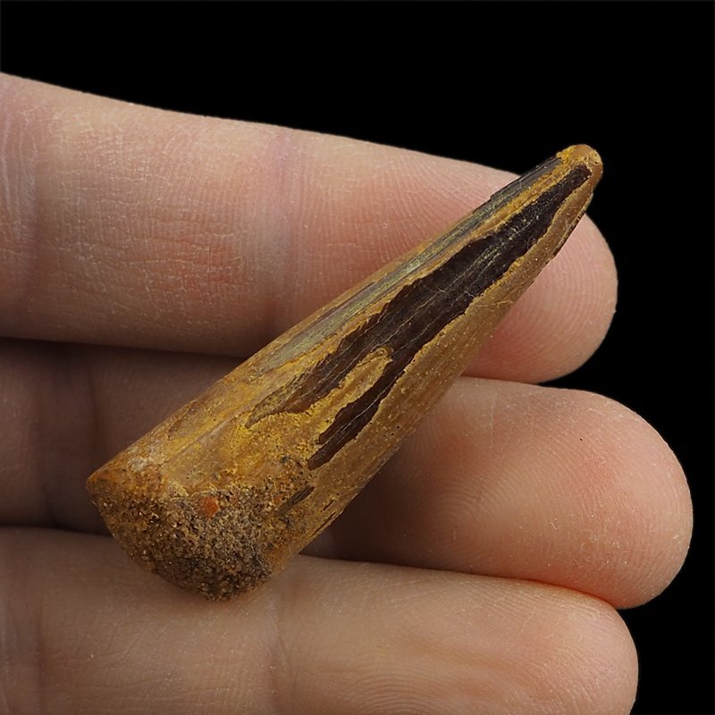 SKAMIENIAŁY ZĄB DINOZAURA Spinosaurus aegyptiacus - KREDA GÓRNA (CENOMAN) - ok. 95-100 mln lat