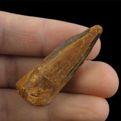 SKAMIENIAŁY ZĄB DINOZAURA Spinosaurus aegyptiacus - KREDA GÓRNA (CENOMAN) - ok. 95-100 mln lat