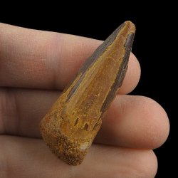 SKAMIENIAŁY ZĄB DINOZAURA Spinosaurus aegyptiacus - KREDA GÓRNA (CENOMAN) - ok. 95-100 mln lat