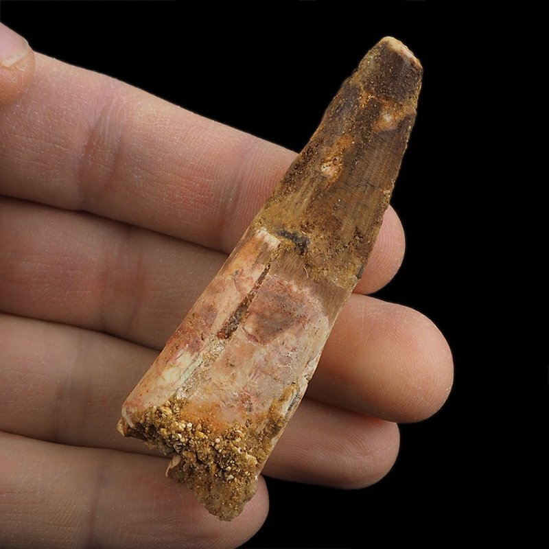 SKAMIENIAŁY ZĄB DINOZAURA Spinosaurus aegyptiacus - KREDA GÓRNA (CENOMAN) - ok. 95-100 mln lat