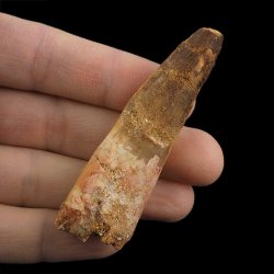 SKAMIENIAŁY ZĄB DINOZAURA Spinosaurus aegyptiacus - KREDA GÓRNA (CENOMAN) - ok. 95-100 mln lat