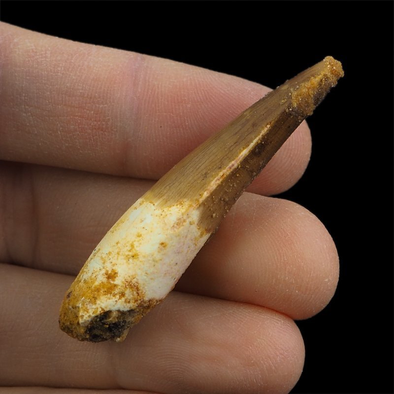 SKAMIENIAŁY ZĄB DINOZAURA Spinosaurus aegyptiacus - KREDA GÓRNA (CENOMAN) - ok. 95-100 mln lat