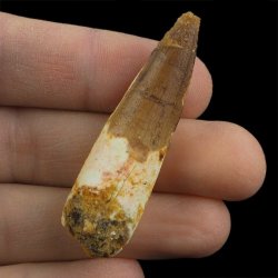 SKAMIENIAŁY ZĄB DINOZAURA Spinosaurus aegyptiacus - KREDA GÓRNA (CENOMAN) - ok. 95-100 mln lat