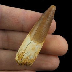 SKAMIENIAŁY ZĄB DINOZAURA Spinosaurus aegyptiacus - KREDA GÓRNA (CENOMAN) - ok. 95-100 mln lat