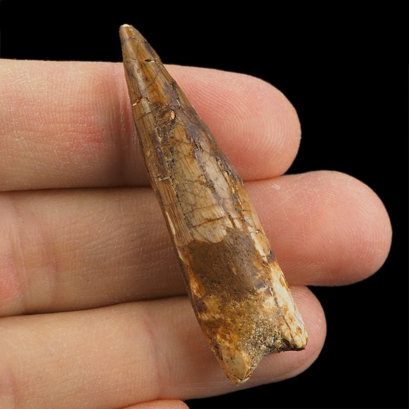 SKAMIENIAŁY ZĄB DINOZAURA Spinosaurus aegyptiacus - KREDA GÓRNA (CENOMAN) - ok. 95-100 mln lat