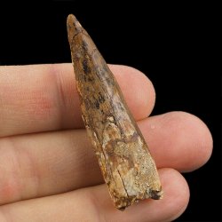 SKAMIENIAŁY ZĄB DINOZAURA Spinosaurus aegyptiacus - KREDA GÓRNA (CENOMAN) - ok. 95-100 mln lat