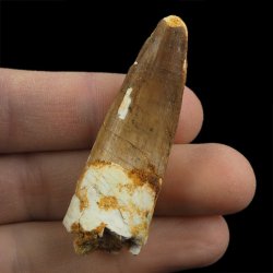 SKAMIENIAŁY ZĄB DINOZAURA Spinosaurus aegyptiacus - KREDA GÓRNA (CENOMAN) - ok. 95-100 mln lat