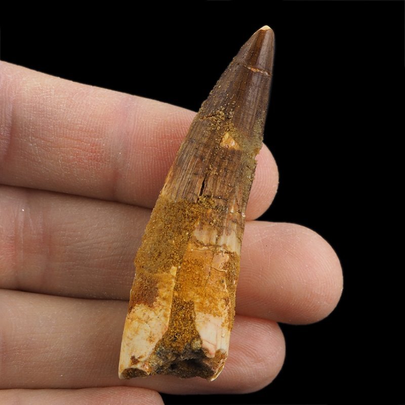 SKAMIENIAŁY ZĄB DINOZAURA Spinosaurus aegyptiacus - KREDA GÓRNA (CENOMAN) - ok. 95-100 mln lat