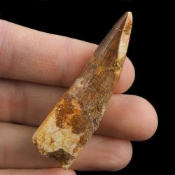 SKAMIENIAŁY ZĄB DINOZAURA Spinosaurus aegyptiacus - KREDA GÓRNA (CENOMAN) - ok. 95-100 mln lat