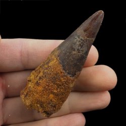 SKAMIENIAŁY ZĄB DINOZAURA Spinosaurus aegyptiacus - KREDA GÓRNA (CENOMAN) - ok. 95-100 mln lat